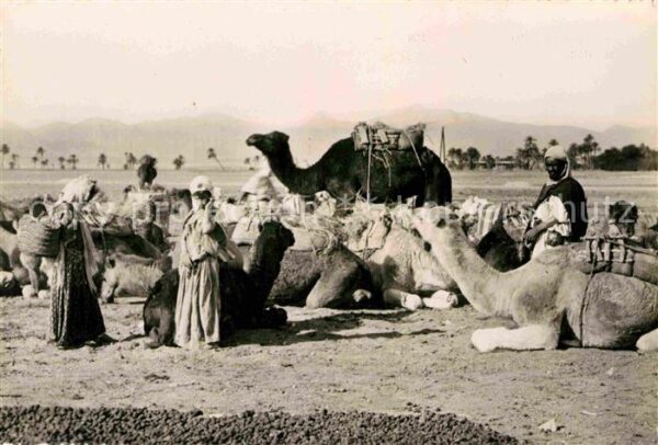 Kamel  Camel Chameau Halte pres de l'Oasis