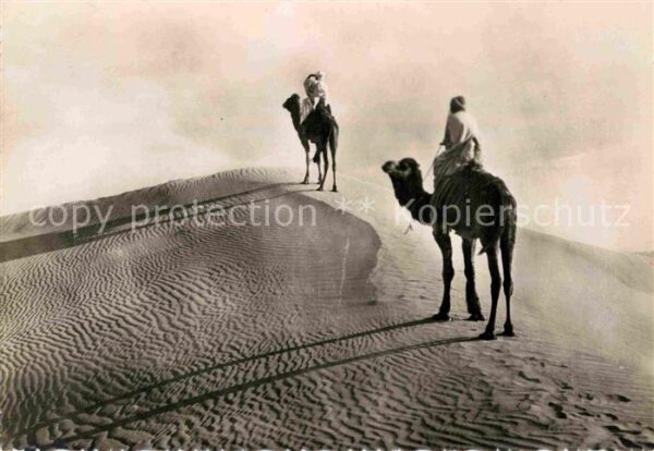 Kamel  Camel Chameau Chameliers sur la Dune