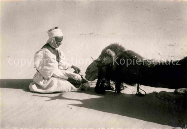 Kamel  Camel Chameau Frugal repas randonnee