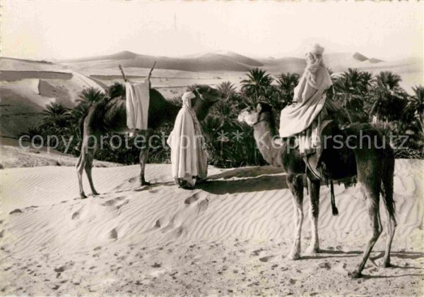 Kamel  Camel Chameau Vue de la Palmeraie
