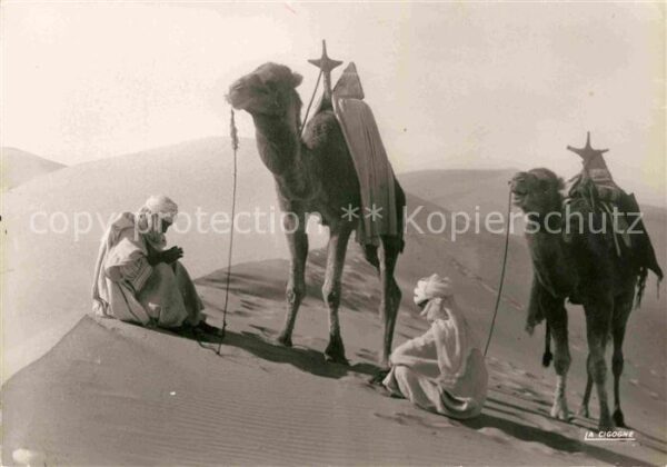 Kamel  Camel Chameau Repos sur la Crete