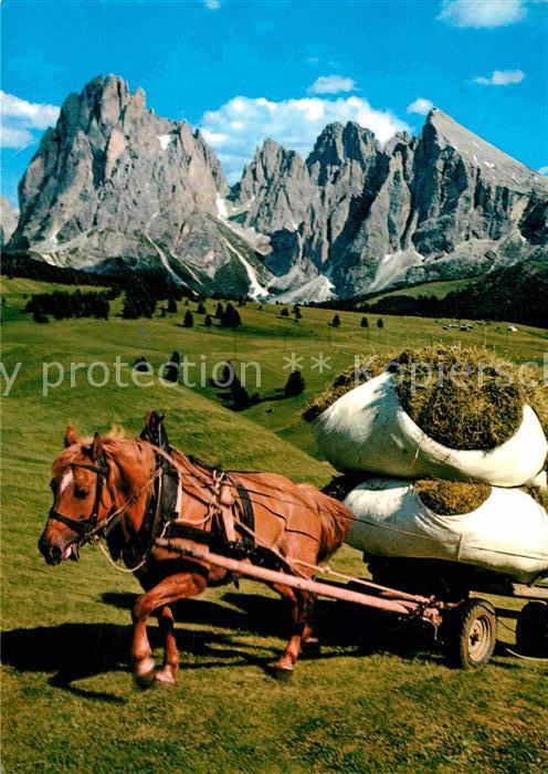 Landwirtschaft Pferd Dolomiti Alpe di Siusi Seiser Alm