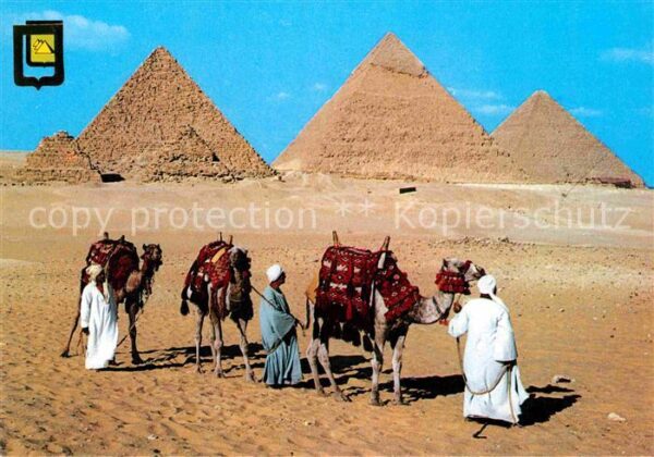 Kamel  Camel Chameau Giza Pyramiden Kheops Khephren Mykerino