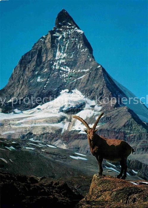 Steinbock Ibex Bouquetin