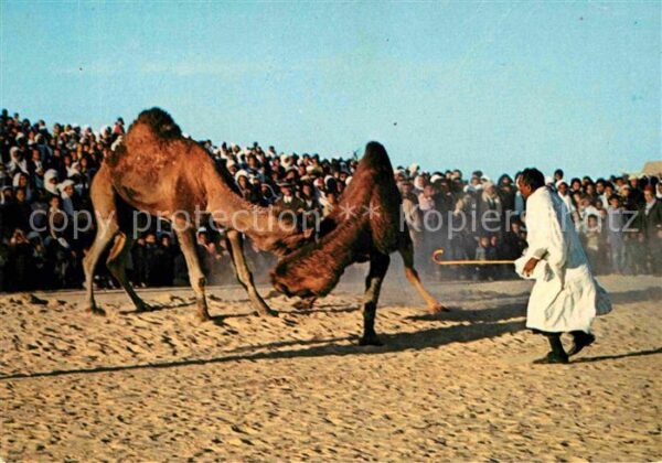 Kamel  Camel Chameau Sud Tunisien Combat de Chameaux