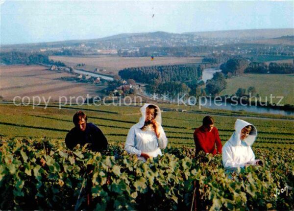 Ernte Landwirtschaft Traubenlese Vendangeurs Champagne