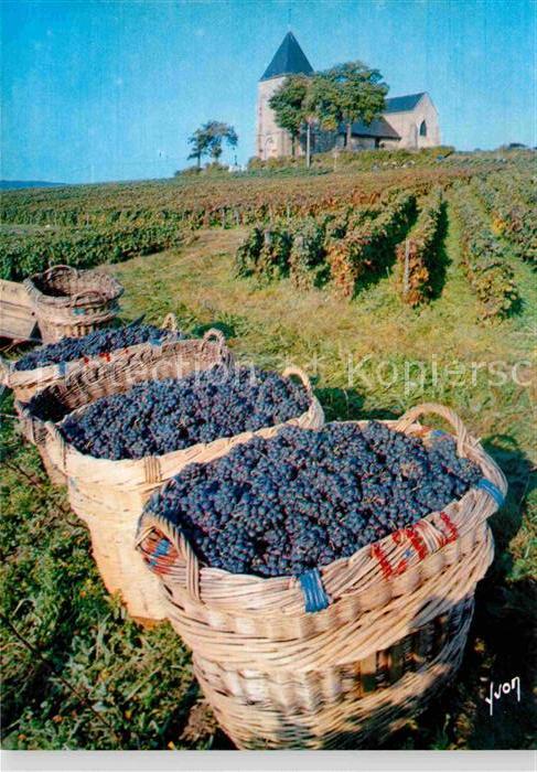 Ernte Landwirtschaft Traubenlese Vendanges Champagne