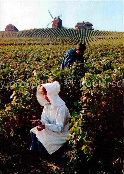 Ernte Landwirtschaft Traubenlese Vendanges Champagne