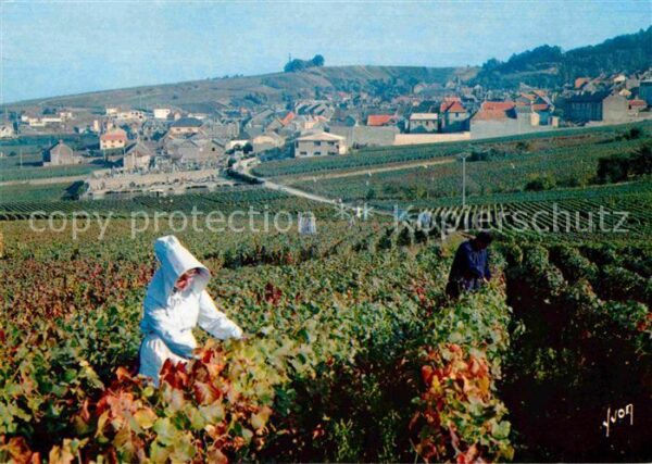 Ernte Landwirtschaft Traubenlese Vendangeurs Champagne