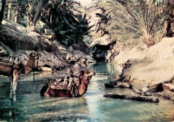 Kamel  Camel Chameau Bis Nefta Oasis