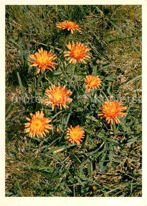 Blumen Feuerroter Pippau Crepis aurea