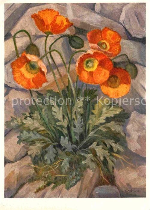Zeltner C. Goldmohn Papaveraceae
