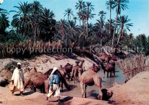Kamel  Camel Chameau Sud Tunisien