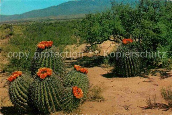Kakteen Barrel Cactus Desert