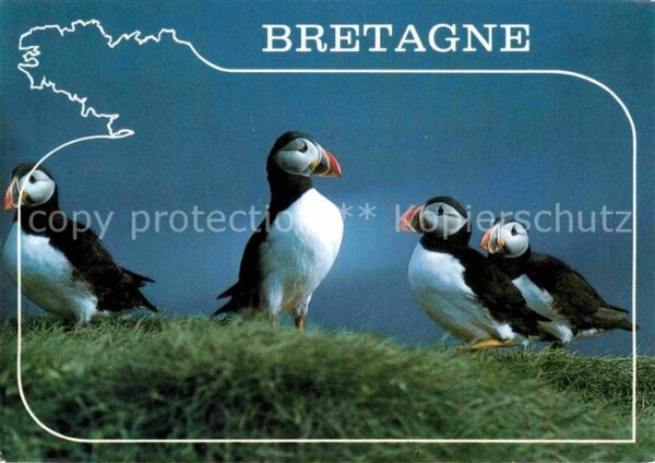 Voegel Papageitaucher Macareux Moine Puffins