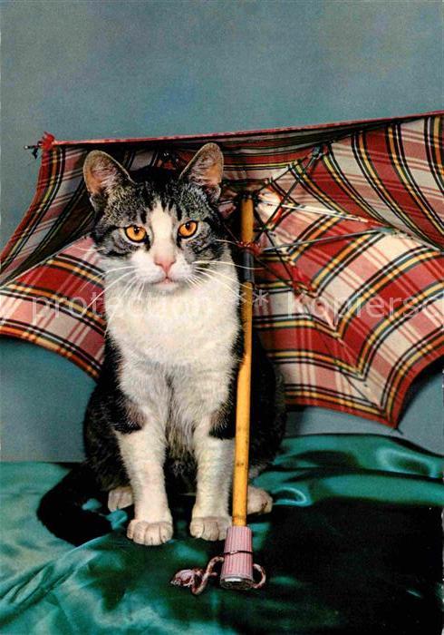 Katzen Regenschirm