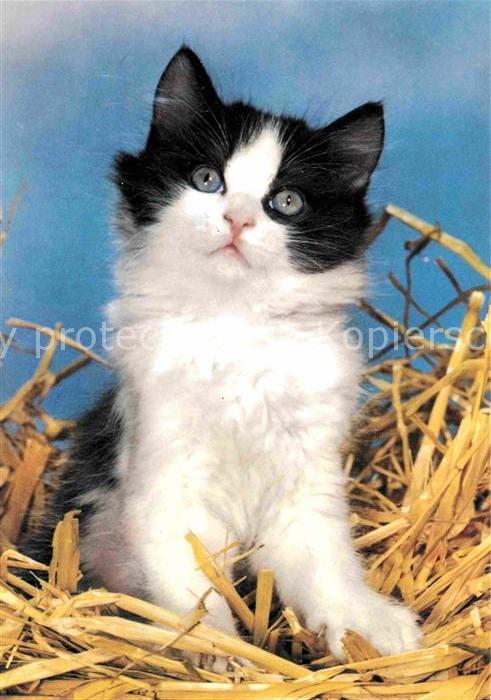 Katzen