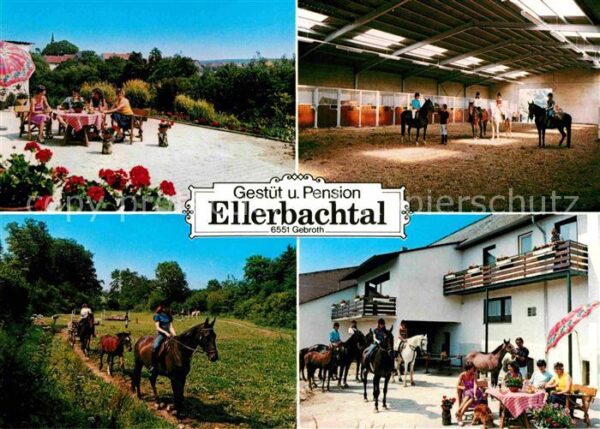 Gebroth Gestüt und Pension Ellerbachtal Pferde