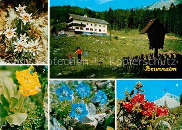 Gross Veitsch Alpengasthof Scheikl Edelweiss Almrausc