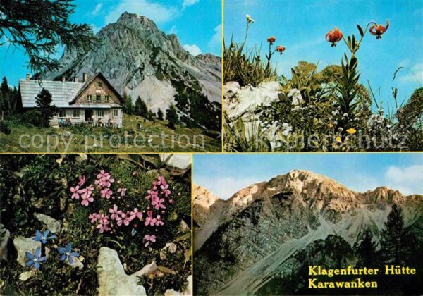 Karawanken Slowenien Klagenfurter Hütte Krainer Lilie Hochst