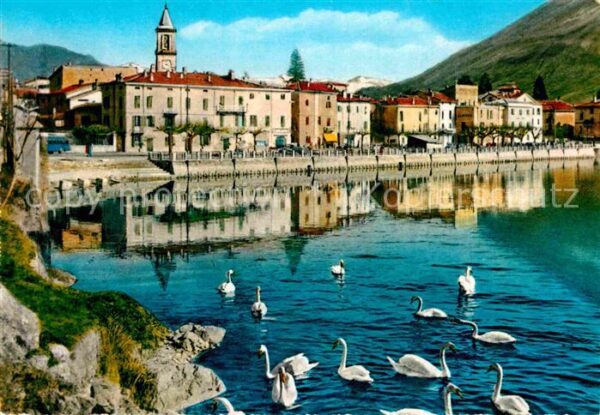 Lago di Lugano TI Porlezza Schwäne