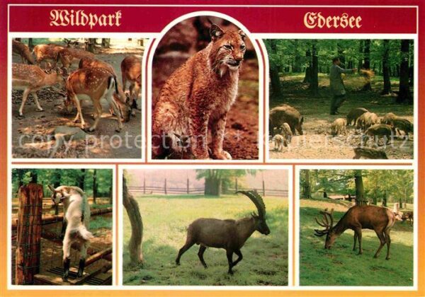 Edersee Wildpark