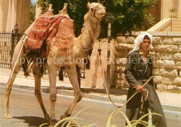 Jerusalem Yerushalayim Altstadt Kamel