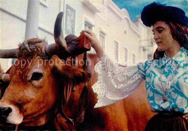 Nazare Portugal Folklore Kuh