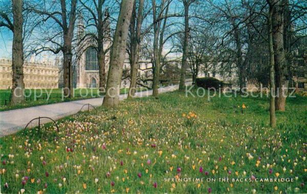 Cambridge Cambridgeshire Springtime on the Backs