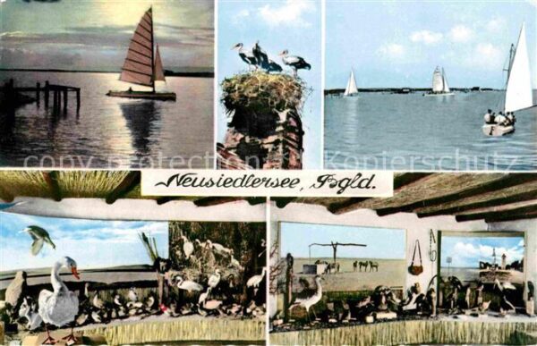 Neusiedl See Seepartien mit Schwänen Störche