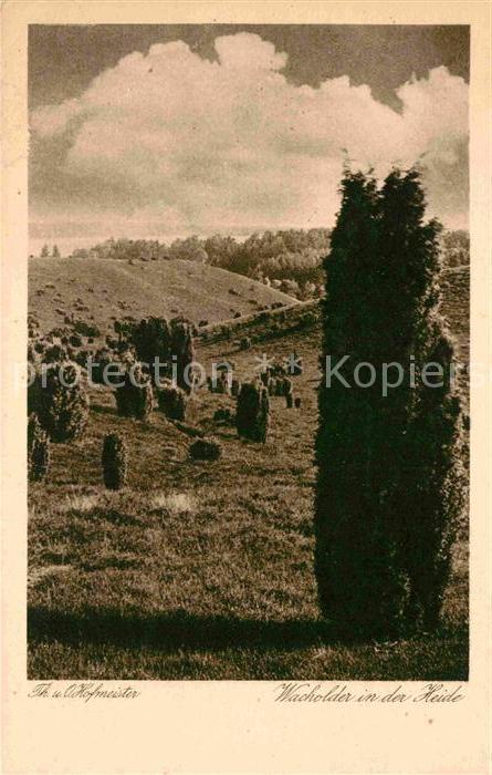 Pflanzen Wacholder in der Heide Foto Theodor und