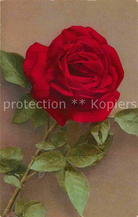 Rosen