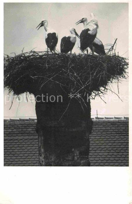 Storch Dillingen