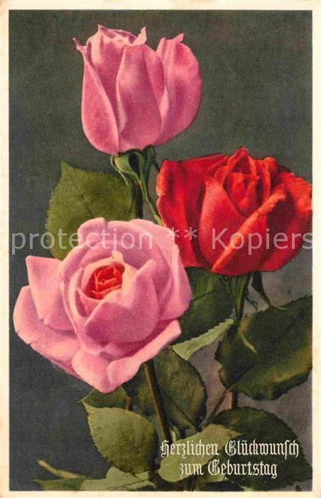 Geburtstag Rosen