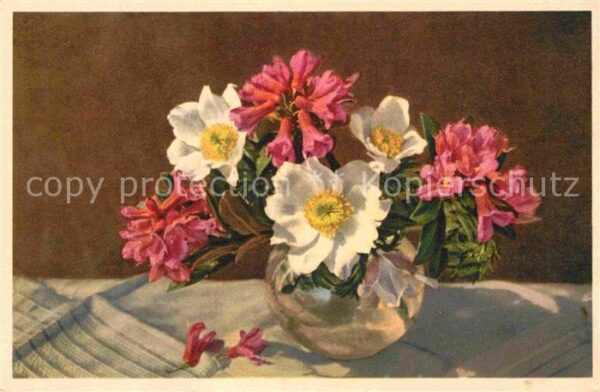 Blumen Rostblättrige Alpenrose Weisse Alpenane