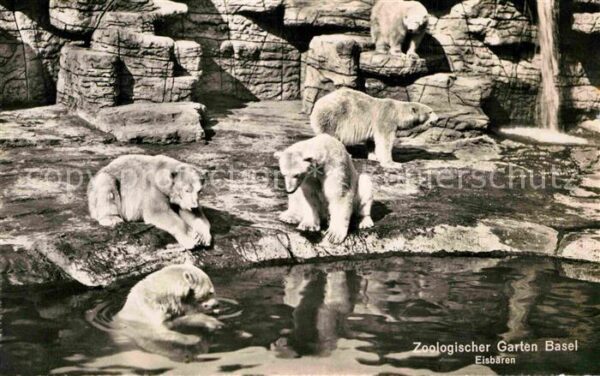Eisbaer Zoo Basel