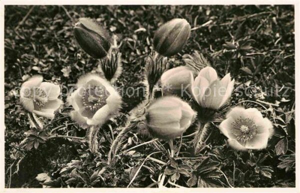 Blumen Anemonen