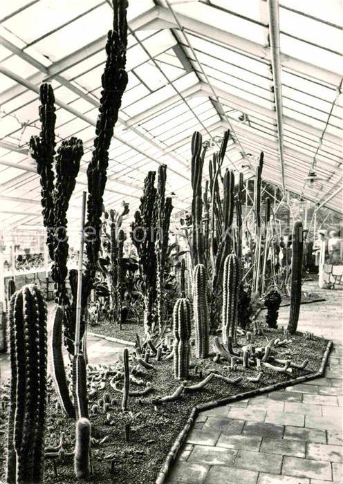 Kakteen Ziergartenbauausstellung Olomouc