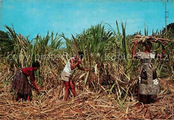 Landwirtschaft Zuckerrohr Tropical Caribbean Natives c