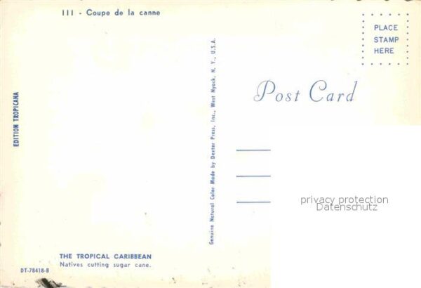Landwirtschaft Zuckerrohr Tropical Caribbean Natives c – Bild 2
