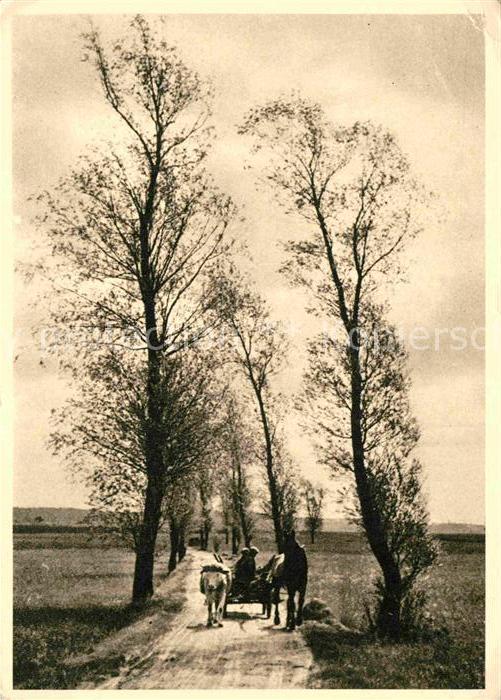 Baeume Trees Rudolf Pestalozzi Bäume im Vorfrühling