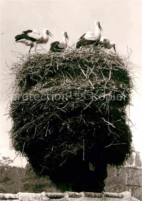 Storch Nidda Storchennest