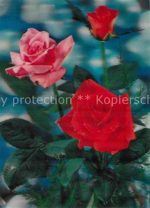 Rosen 3D-Karte