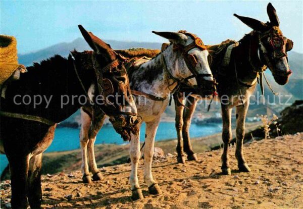Esel Tiere Spanien Borricos tipicos Espana