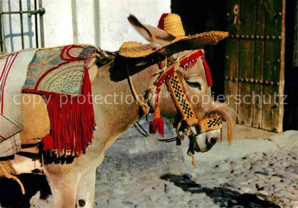Esel Tiere Spanien Espana