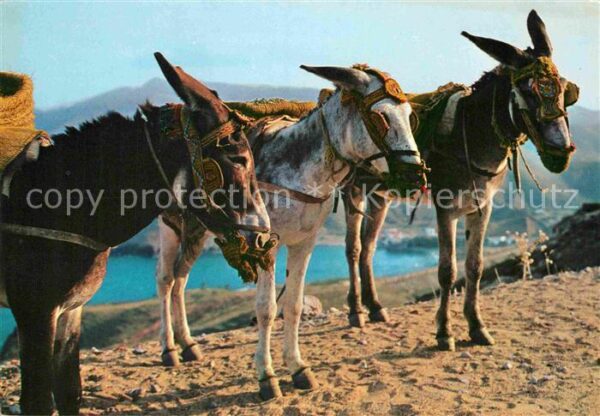 Esel Tiere Espana Borricos Tipicos