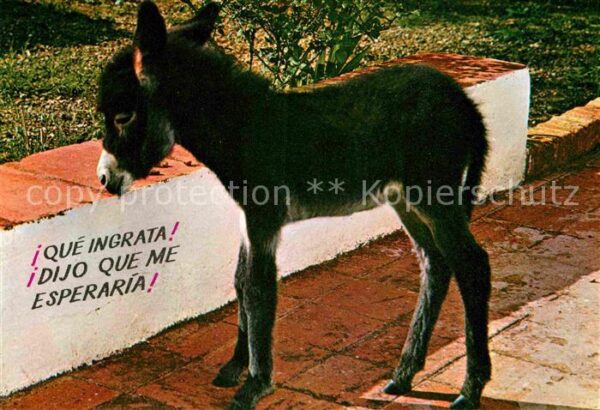 Esel Tiere Spanien Espana
