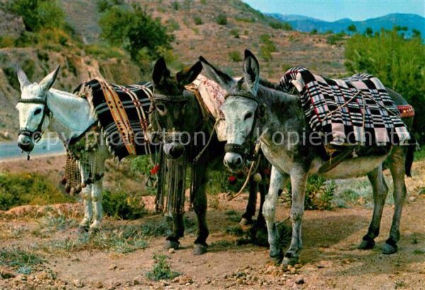 Esel Tiere Burritos Espana Spanien