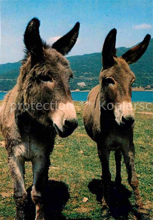 Esel Tiere Kreta Griechenland