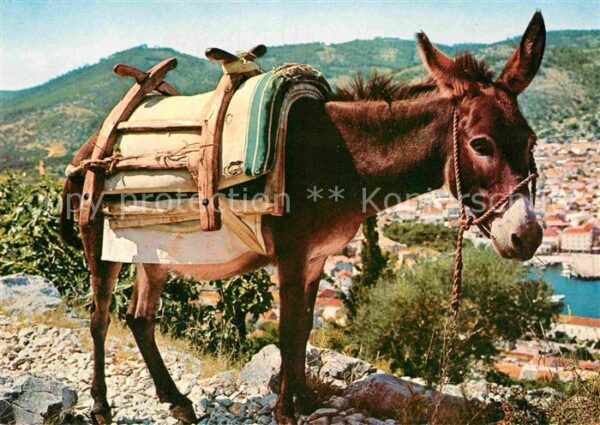 Esel Tiere Magarac Serbien